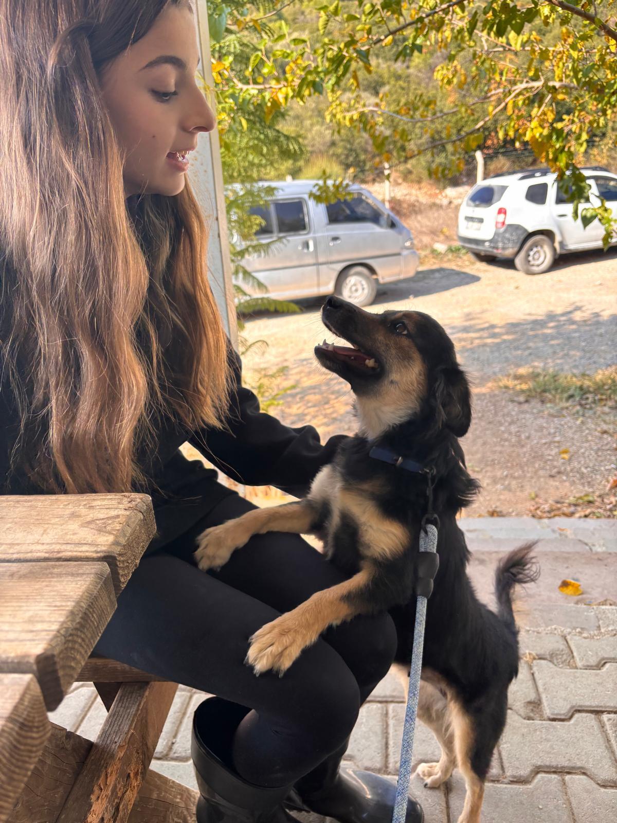 Animals at the shelter