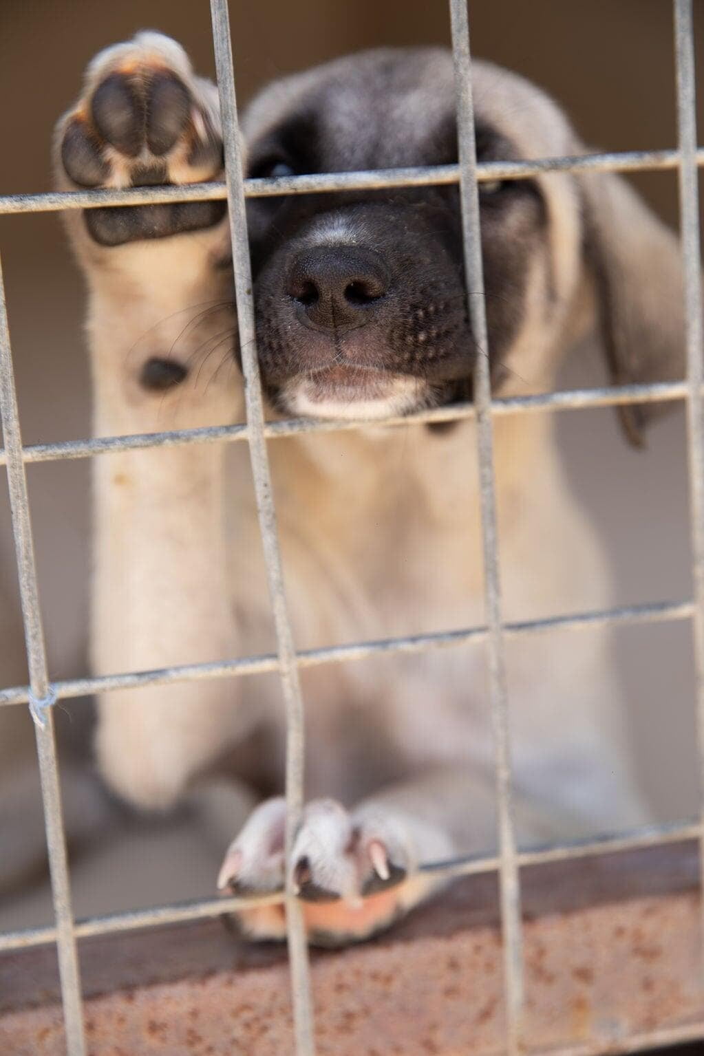 Volunteer activities