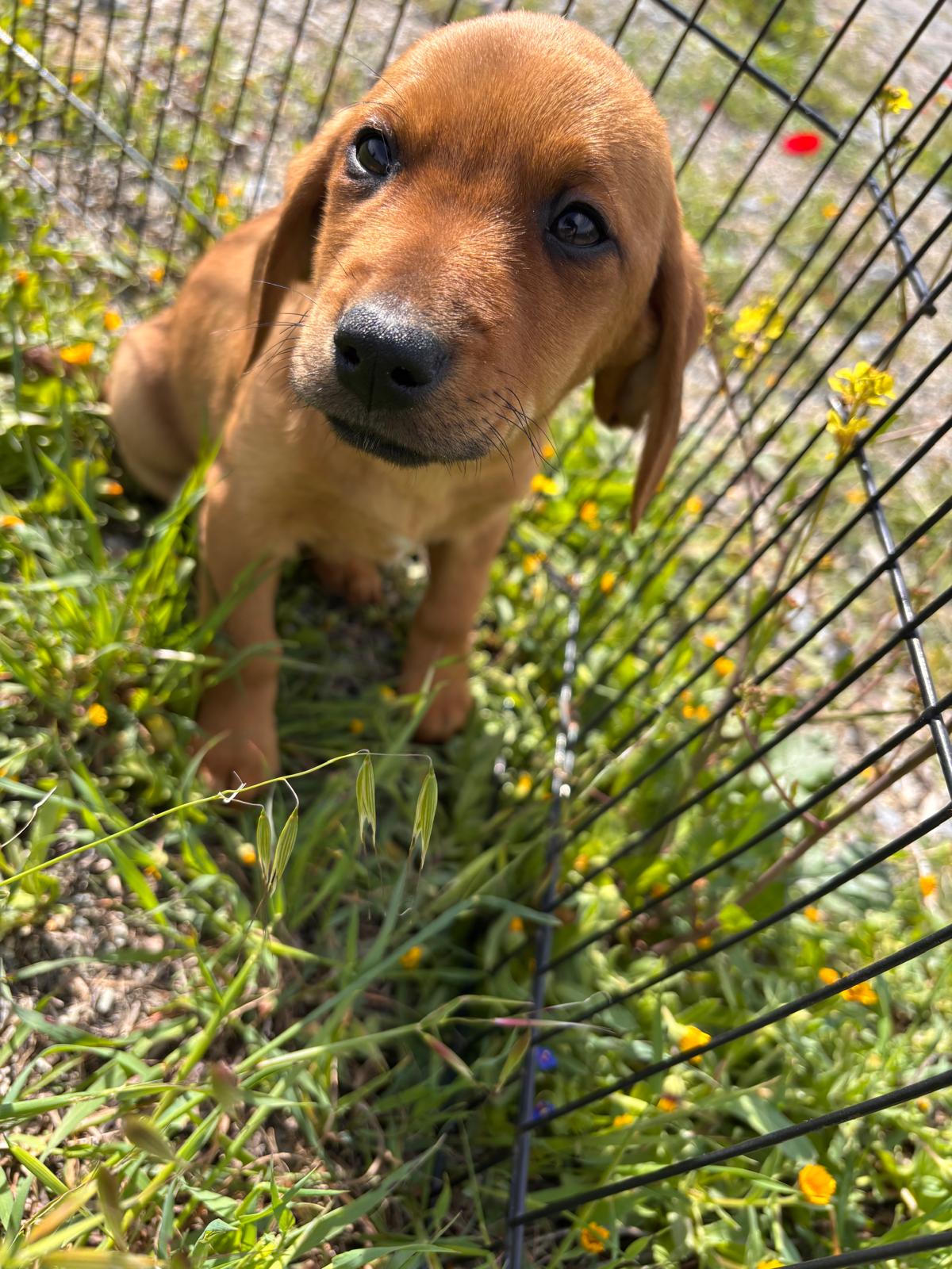 Puppy at shelter